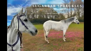 "Meet Sparta" Registered Grey AQHA Mare For Sale (Barrel/Roping/Ranch)