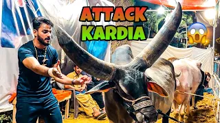 CHAND BAIL NE TAKKAR MAAR DI😱 | KHATARNAK JANWAR | BAKRA EID SPECIAL