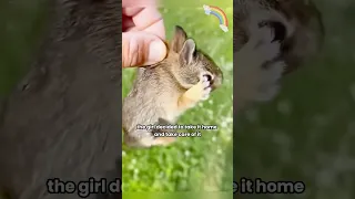 I thought it was a mini bunny, didn't expect it could be so burly. #shortvideo #Rabbit #Pet #Animal