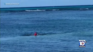 Seal attack caught on camera in Hawaii