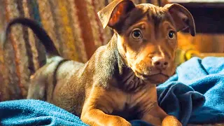 A DOG'S WAY HOME - First 10 Minutes From The Movie (2019)