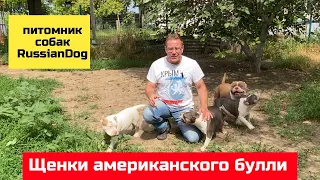 ЩЕНКИ Американских булли из питомника собак RussianDog в Крыму