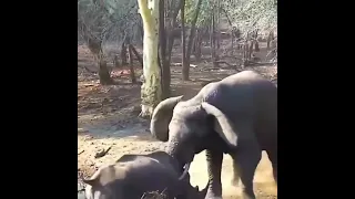 fight between elephant or rhinoceros..  elephant 🐘 VS rhinoceros  ... || animal life  #animallife