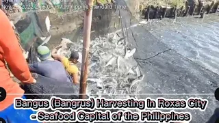 #bangus Harvesting in Roxas City Capiz #harvest #harvesting   #sangha #hope #thanks #thankyoulord