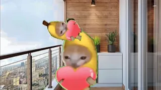 Baby Banana Cat Compilation 😺❤️ 2 Minutes #1