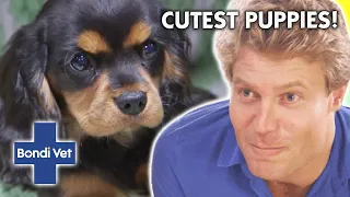 Cuteness Alert! Best Ever Puppy Stories 🐶 💕 | Compilation | Bondi Vet