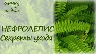 Папоротник комнатный Уход в домашних условиях Главный секрет пышной листвы