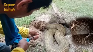 MGA JUMBO COBRA SA PUNO NG SAMPALOC | Super Kokok