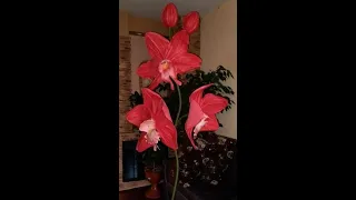 Орхидея  из фоамирана 2мм, светильник часть 1/DIY From wildflowers to exotic flowers