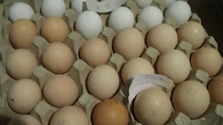 Цыпы цыпули. Подготовка яиц и закладка в инкубатор.