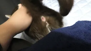 みーちゃん猫を撫でていたら発情期のせいかいつのまにか受け入れ体制になっていた…！のでそのままエクスカリバー