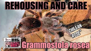 Grammostola rosea "Chilean Rose Hair" Rehouse and Care