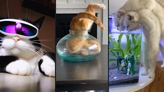 Funny and cute CATS 🐱Videos🔶 Сompilation # 3🔶