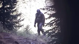The Clearest Bigfoot Photograph In Existence Better Than The Patty Film