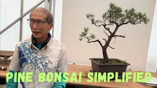 Pine Bonsai Simplified