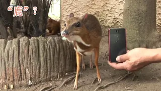 The smallest cloven-hoofed animal in the world: Tragulus kanchil