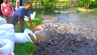 Grow Out Culture of Catfish Farm In Asia | Million Of Catfish Eating Floating Feed in Pond