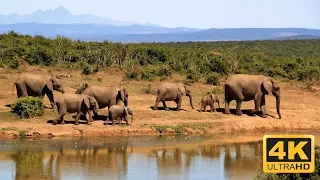 1 Hour in Africa with Huge Elephants - African Wildlife in 4K