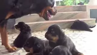 3 weeks old rottweiler puppies playing with mommy
