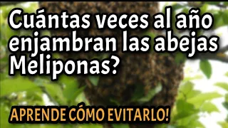 Cuantas veces al año enjambran tus colmenas meliponas? Aprende cómo evitarlo! 🐝🥳👍🏻