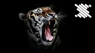 Aggressive Beast Roar || Sound Effects || Soundegy