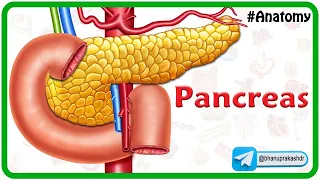 Anatomy Of The Pancreas Animation: Relations, Neurovascular supply, Venous and Lymphatic drainage