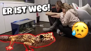 Unser Gecko ist abgehauen ! 😨😫😭 | BibisBeautyPalace