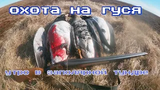 Охота на гуся . Утрянка в заполярной тундре.