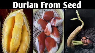 How To Grow Durian Fruit From Seed. Taste Like Heaven | Smell like Hell