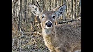 La semaine verte | Cerfs en surpopulation (mise à jour)