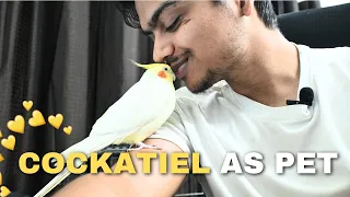 Cockatiel As Pet | Things You Should Know About Cockatiel | Ayush Singh