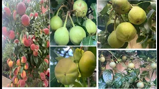 Vườn cây ăn trái xum xuê sau nhà ở Melbourne Australia|My fruit trees garden🍐🍊🥭🍈
