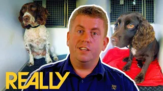 Sniffer Dogs Trained To Catch Illegal Tobacco | Dog Detectives