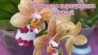 Обзор орхидей || Уход за орхидеями || Прогресс в выращивании орхидей купленных на Орхидиум 2022