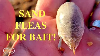 HOW TO CATCH AND USE SAND FLEAS FOR BAIT ON THE BEACH (FF Episode 8, season1)