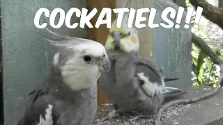 30 minutes of COCKATIELS! Narration Free