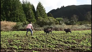 JAF - Trabalhar Com Vacas Perigosas - Working With Dangerous Cows - Terceira Island - Azores