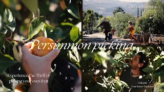 Experience a fun adventure of Persimmon Picking