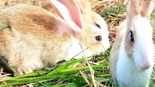 🐇☘️🌱Baby rabbits when they go out one by one🐰🥰