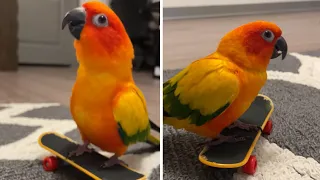 Parrot loves to dance on top of his tiny skateboard #Shorts