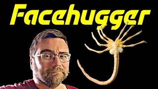 DIY face hugger