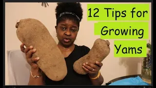 TOP 12 TIPS FOR GROWING LARGER YAMS IN BAGS #growingpotatoes #birdpoop#chickenpoop  #Gardeningadvice
