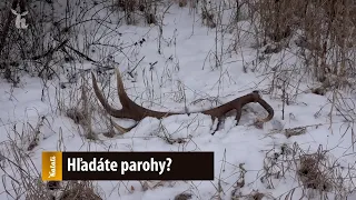 Hľadáte parohy?