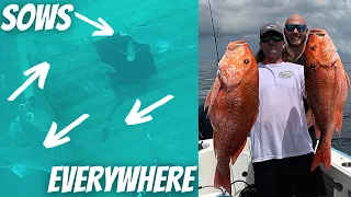 Diving Artificial Reefs For BIG Offshore Fish! **I've Never Seen So Many HUGE Red Snapper!**