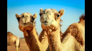 Цікаві факти про верблюдів