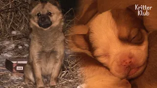 Hear The Heartwarming Story Why Father Dog Protects Pups That Aren't His | Kritter Klub