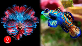 Die 10 schönsten Fische der Welt!