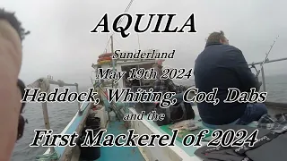 Aquila May 19th Haddock Cod Whiting Dabs & the First Mackerel of 2024