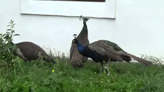 Páv korunkatý - Pavo cristatus