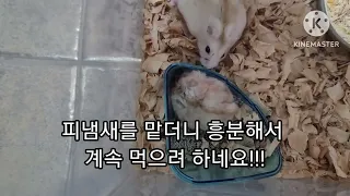 가족을 잡아먹는 잔인한 햄스터 cruel hamster(prey on the family)